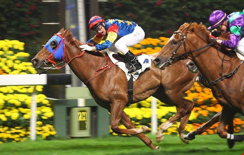 Cá Cược Đua Ngựa tại V7Bet – Tốc độ, kịch tính và cơ hội thắng lớn 2 Các hình thức cá cược Đua Ngựa phổ biến