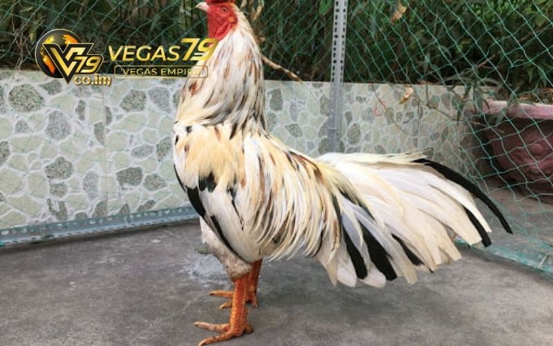 Mẹo xem tướng gà đá: Nhận diện gà chiến tiềm năng 3 mẹo xem tướng gà đá