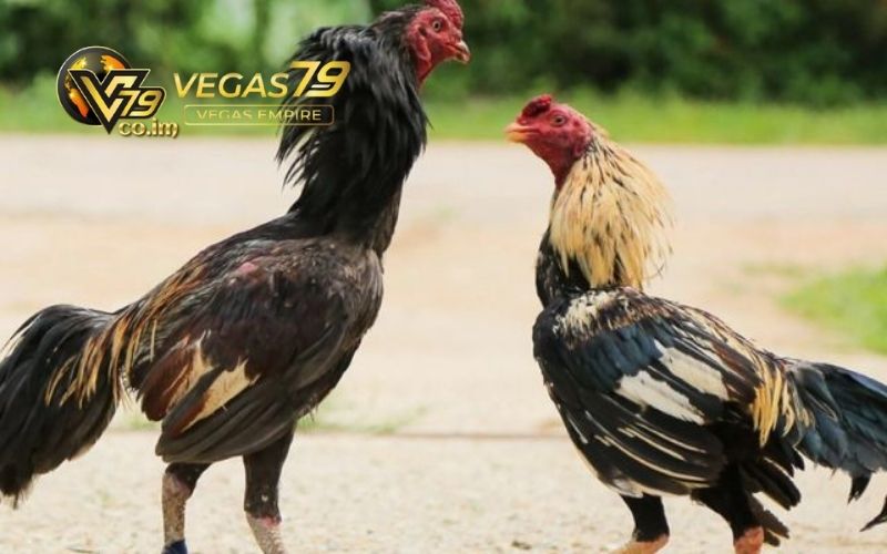Mẹo xem tướng gà đá: Nhận diện gà chiến tiềm năng 2 mẹo xem tướng gà đá